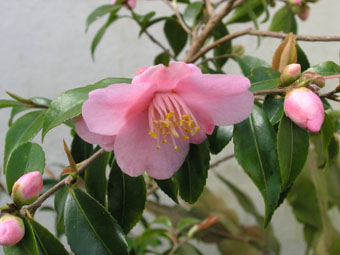 Camellia 'Duftglckchen' P3134784