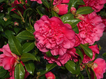 Camellia  williamsii 'Anticipation' P1019452