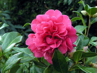 Camellia  williamsii 'Anticipation' P3104610