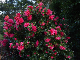Camellia  williamsii 'Anticipation' P4279037