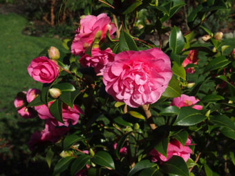 Camellia  williamsii 'Debbie' P3046336