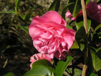 Camellia  williamsii 'Debbie' P3134744