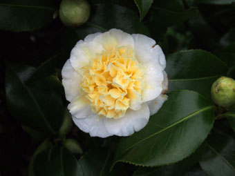 Camellia  williamsii 'Jurys Yellow' P3096430