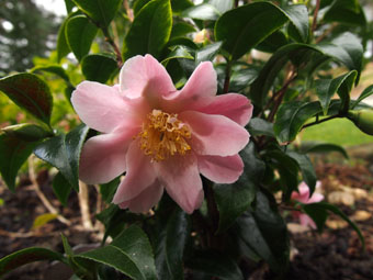 Camellia  williamsii 'Tiptoe' P4078037