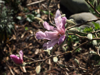 Magnolia  loebneri 'Leonard Messel' P3116520