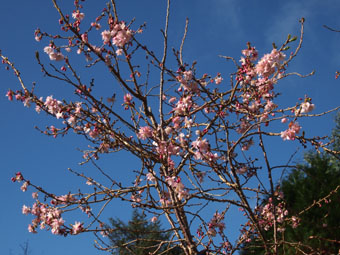 Prunus  subhirtella 'Autumnalis Rosea' P3116496