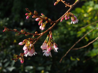 Prunus  subhirtella 'Autumnalis Rosea' PC174377